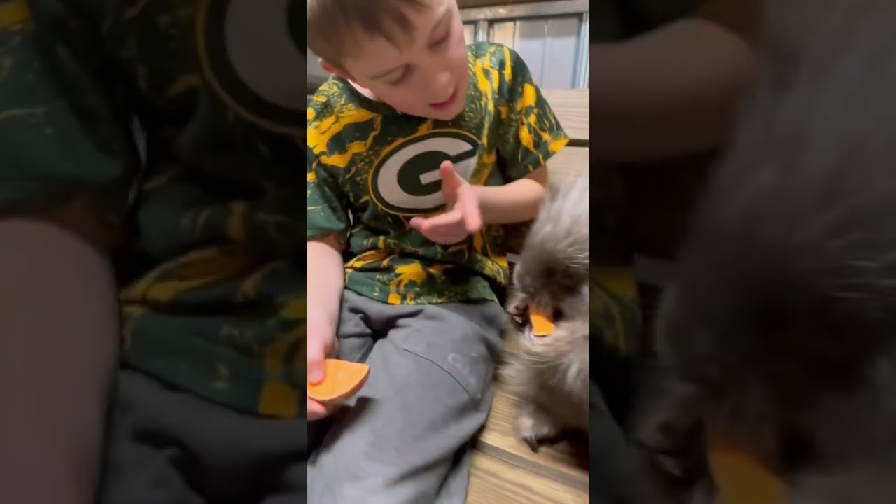 Porcupette (baby porcupine ) 