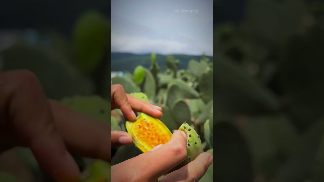 como pelar tunas de nopal