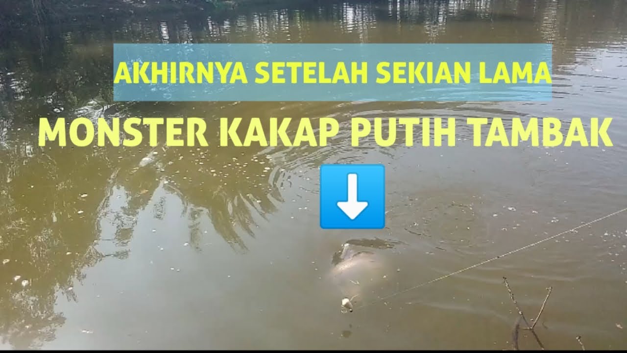 Barramundi Monster 5,5 Kg Kembali Landed || Tambak Getem Jember