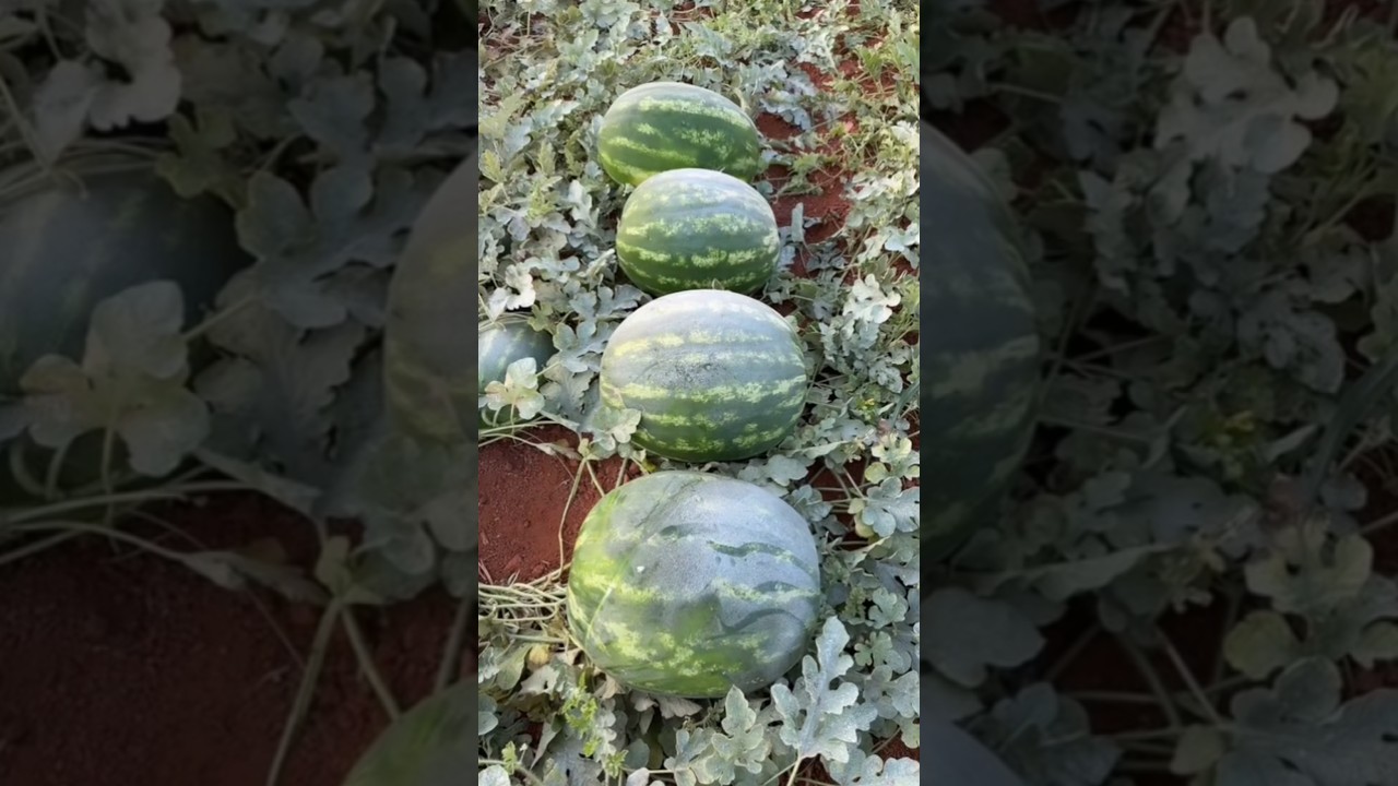 Арбуз Конго 🍉💪🏻🚜 +79128475201 WA/TG