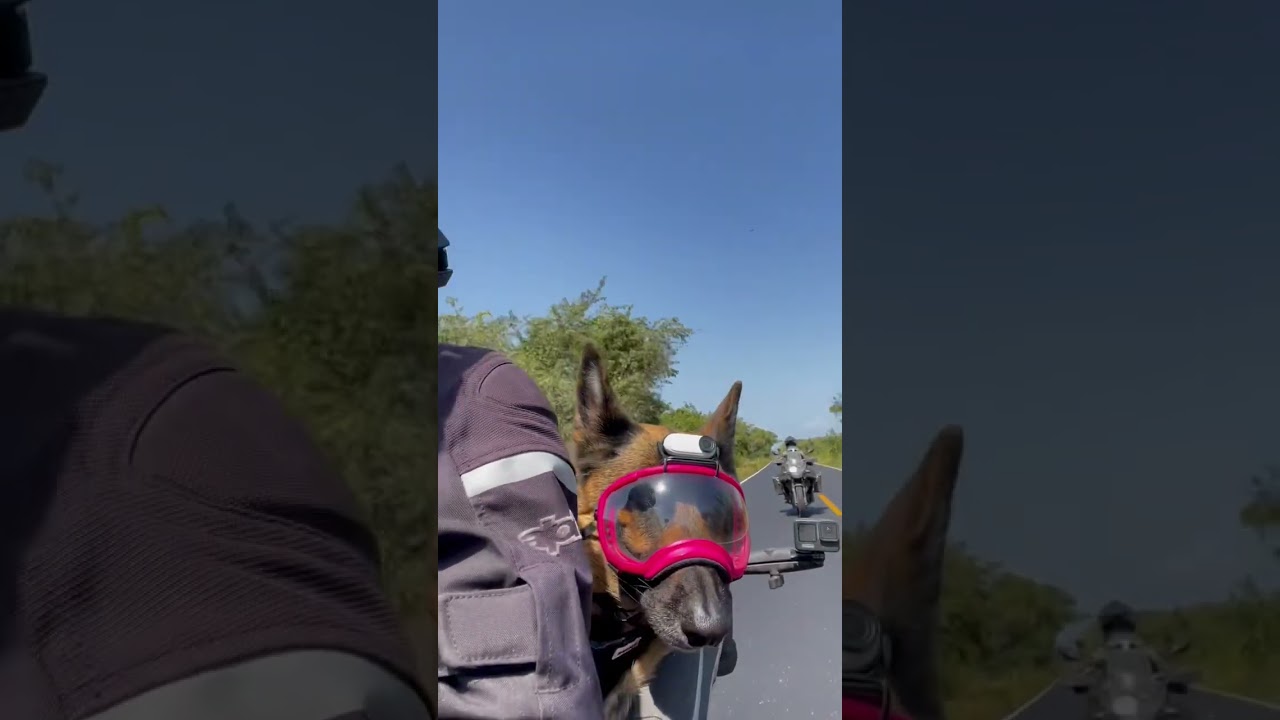 Pack &bull; The pack that rides together, stays together. #shorts #motorcycle #dog