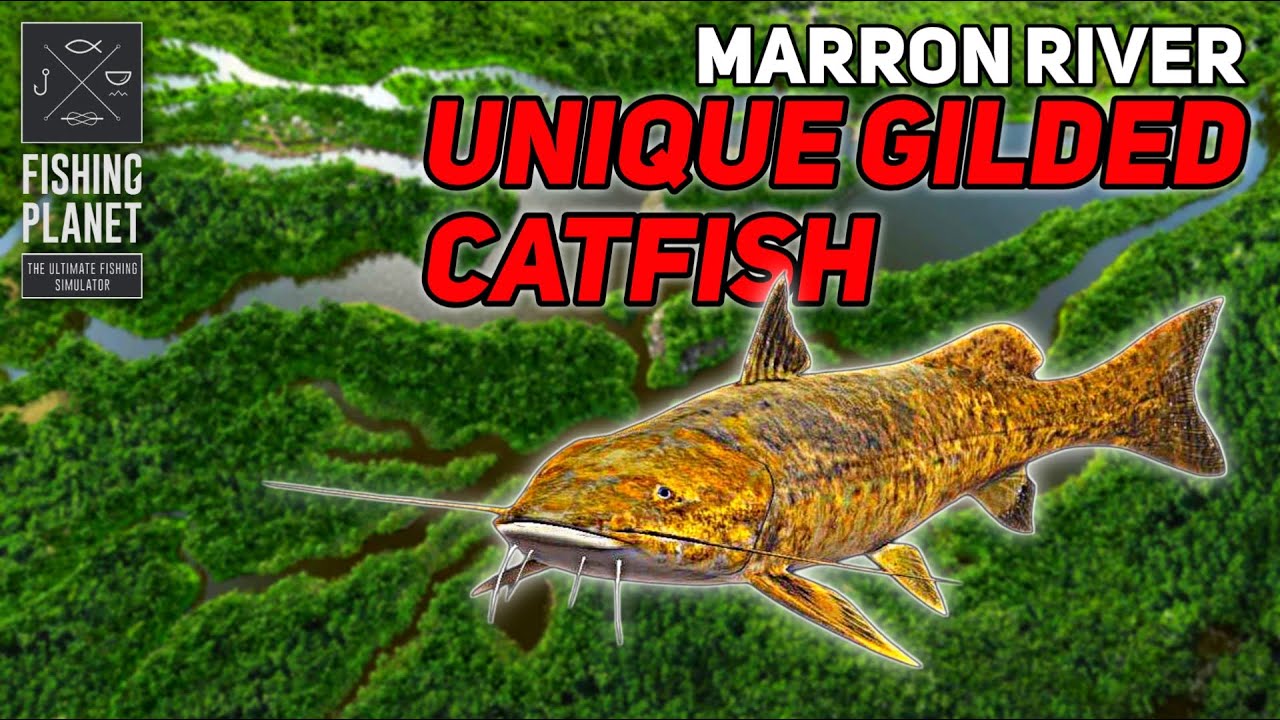 Unique Gilded Catfish Marron River - Fishing Planet