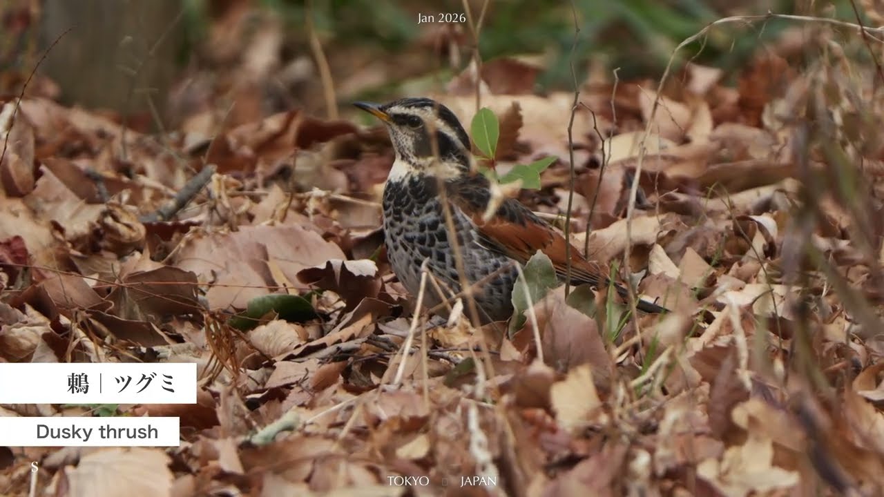 野鳥撮影】ツグミ 鶇 Dusky thrush｜都市公園で探鳥 マイクロフォーサーズ 1月 2026 4K #wildbirds #バードウォッチング  #wildlife