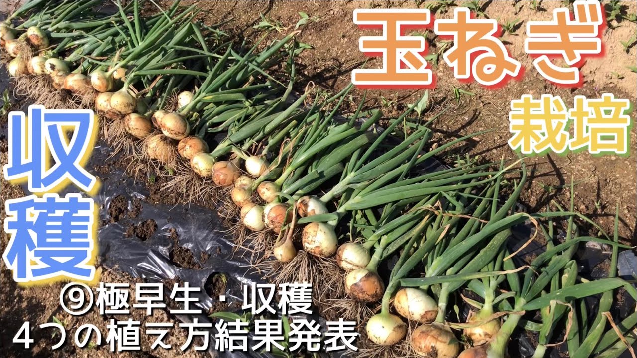 玉ねぎ栽培⑨極早生・収穫　4つの植え方結果発表＊2023年
