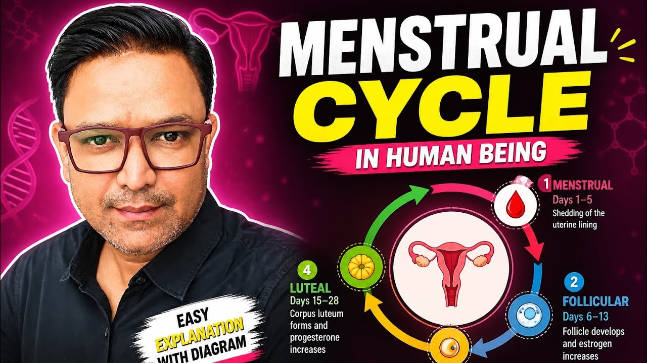 Menstrual Cycle Made Easy | Step-by-Step Diagram Explanation