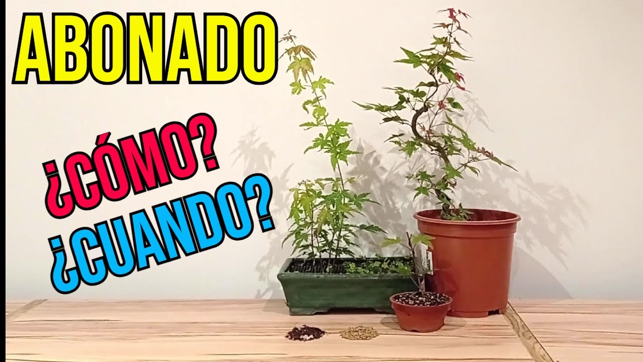 Cómo Abono a los Nuevos Arces Palmatums y cuando lo hago - BONSÁI