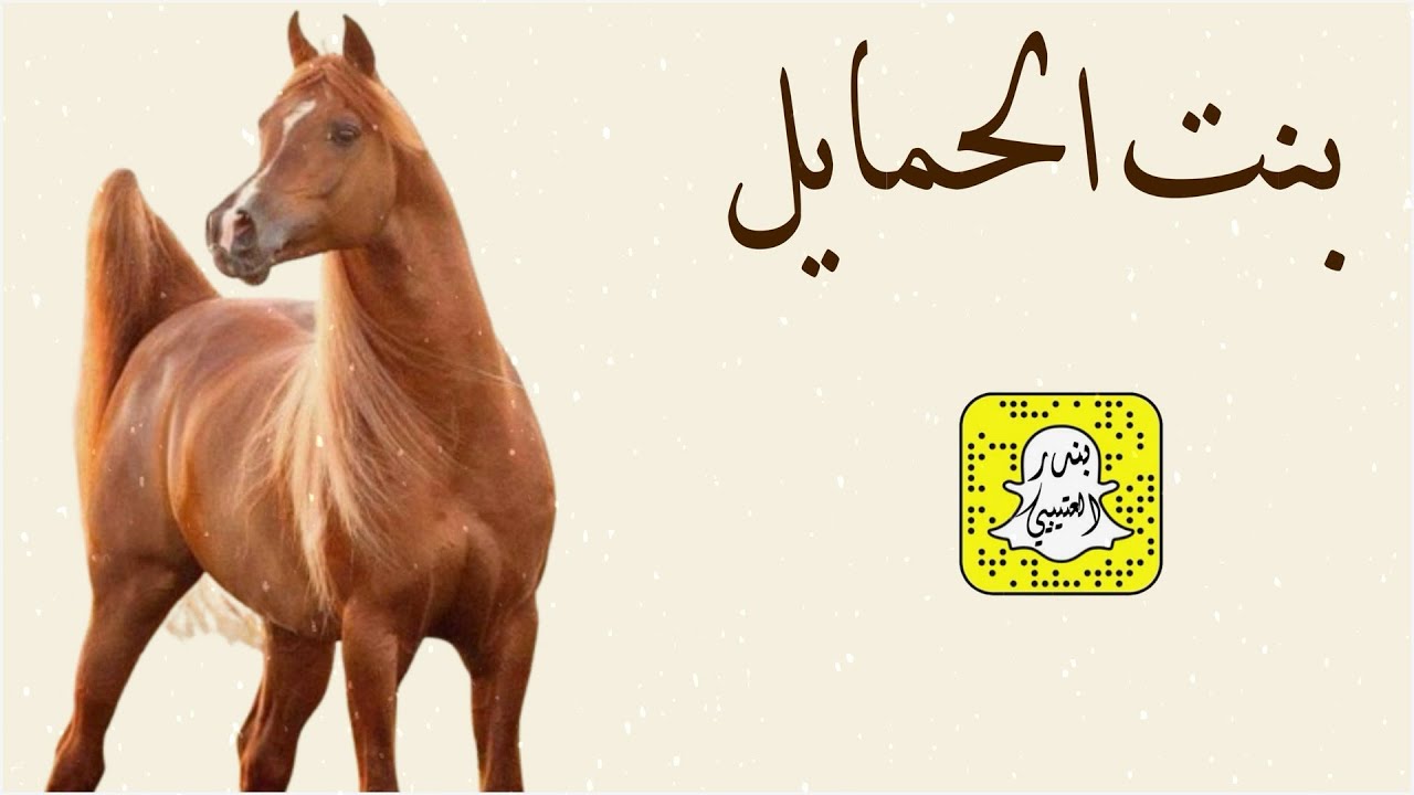 بنت الحمايل كلمات عيده المطيري اداء محمد الهوشان 2025 حصرياً