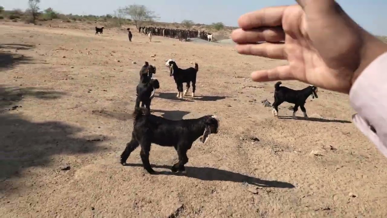 cholistani goat 🐐|| 3rd day in desert