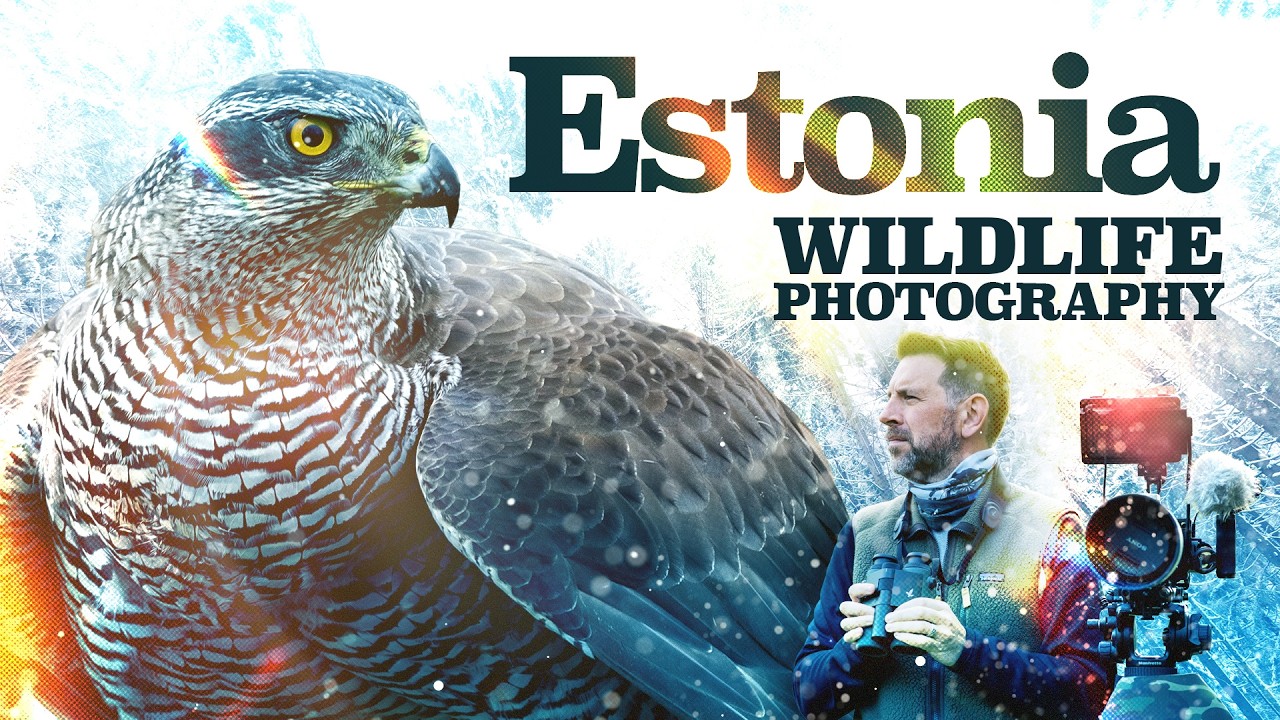 Wild Estonia: Three Days in the Ultimate Winter Photography Hide