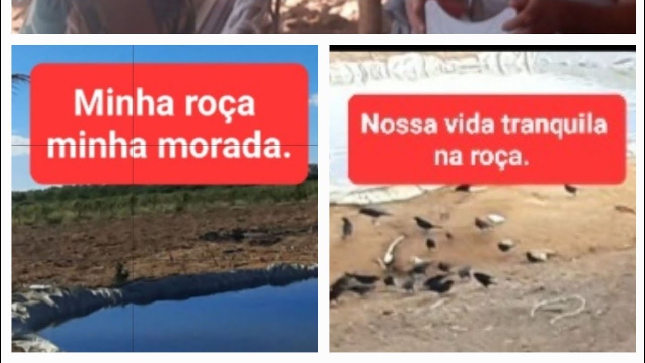 O que aconteceu aqui na roça essa semana que passou.
