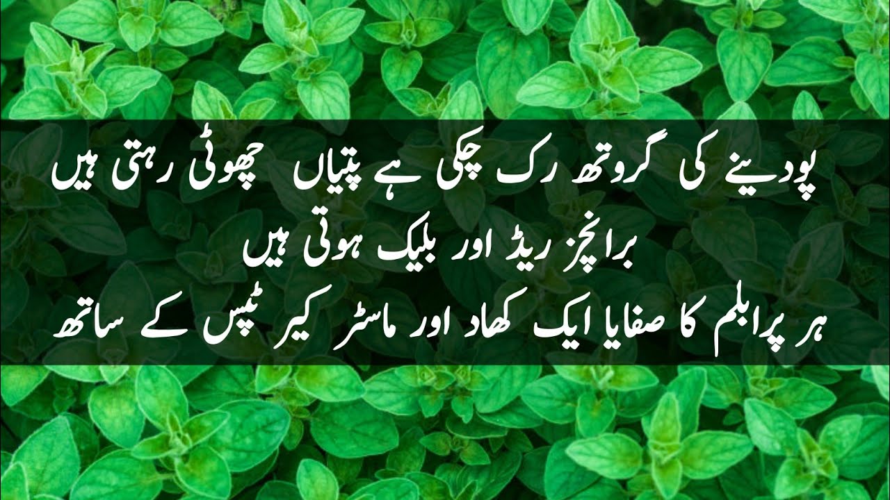 Best organic fertilizer and master care tips for mint