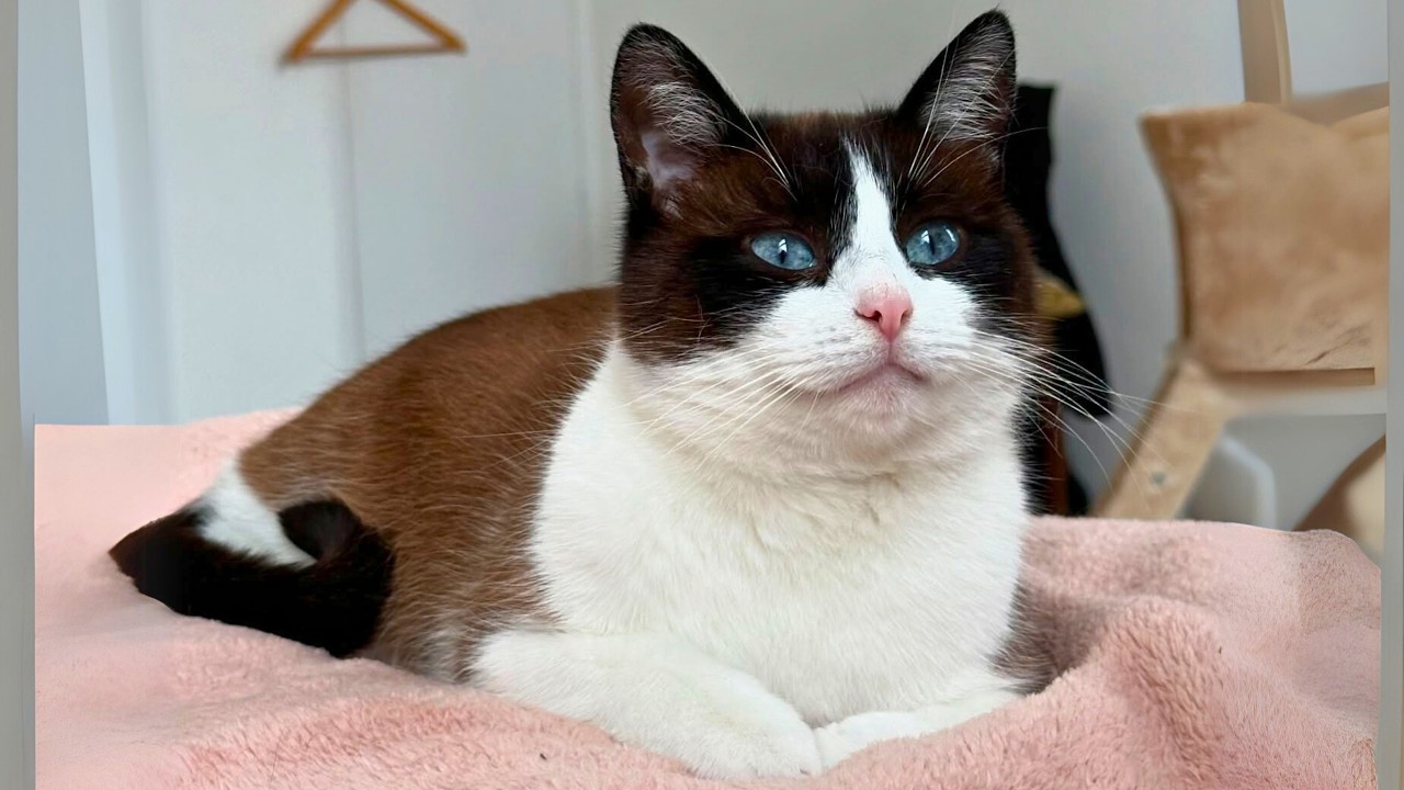 This Sweet Cat Just Wanted a Home — And Got So Much More.
