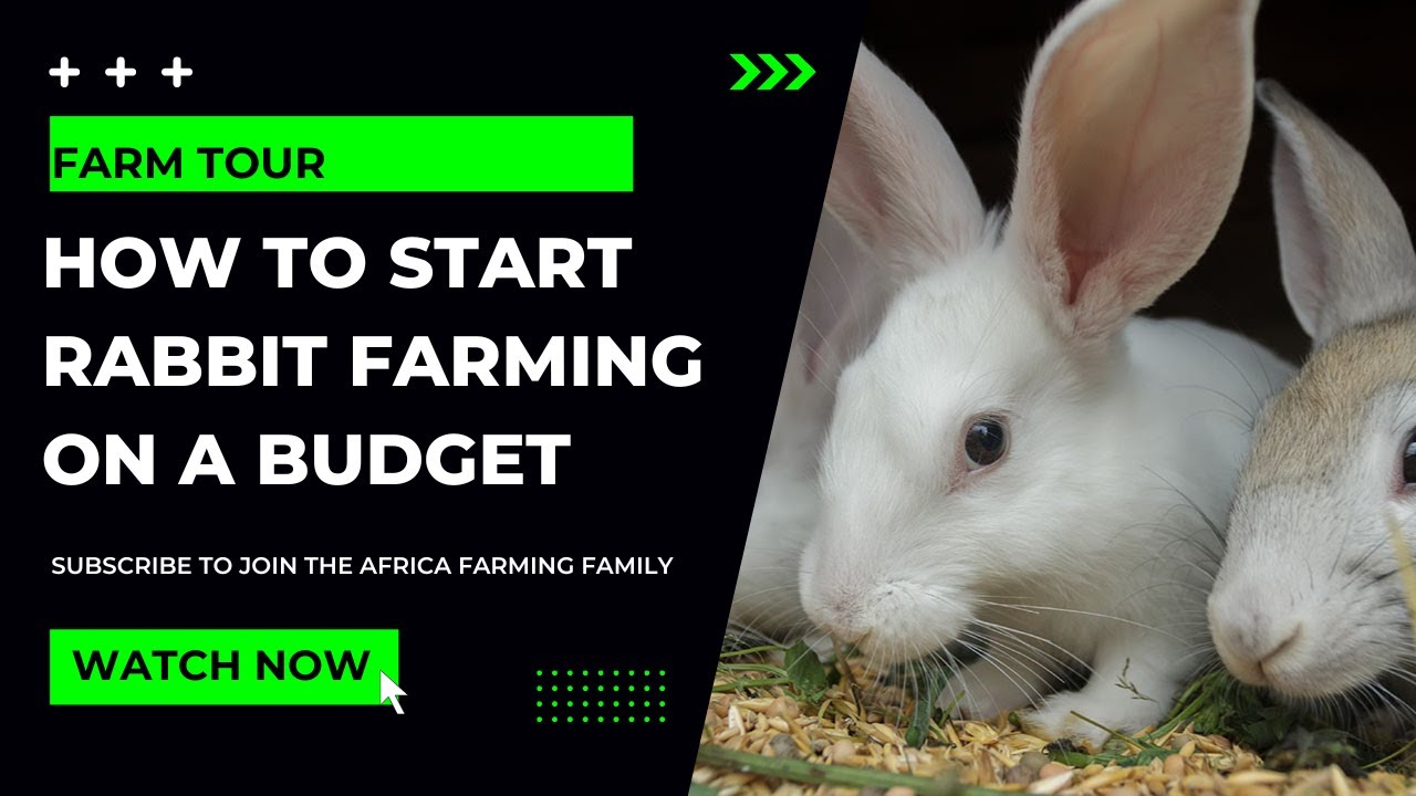 Make Millions with RABBIT FARMING in KENYA | AFRICA FARMING (FARM TOUR ep 6)