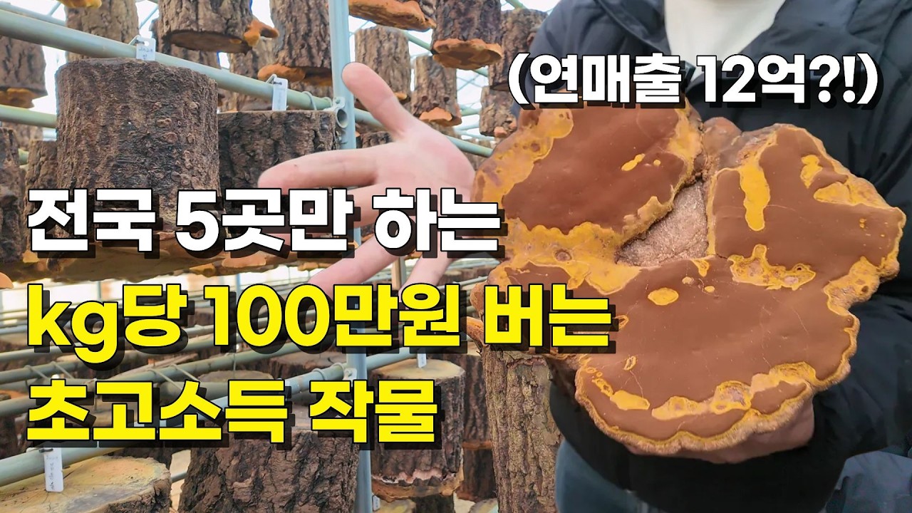 귀농 5년만에 상황버섯으로 일년에 6억 버는 방법