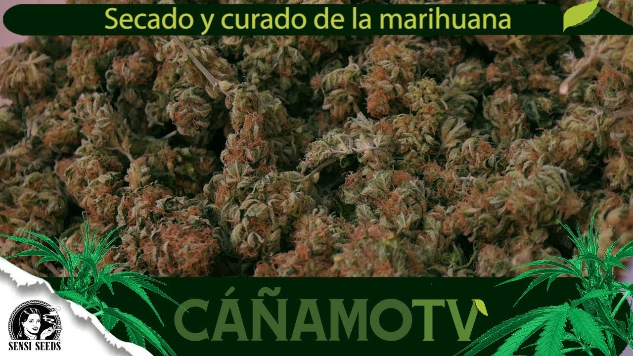 TODO sobre el SECADO Y CURADO de la MARIHUANA