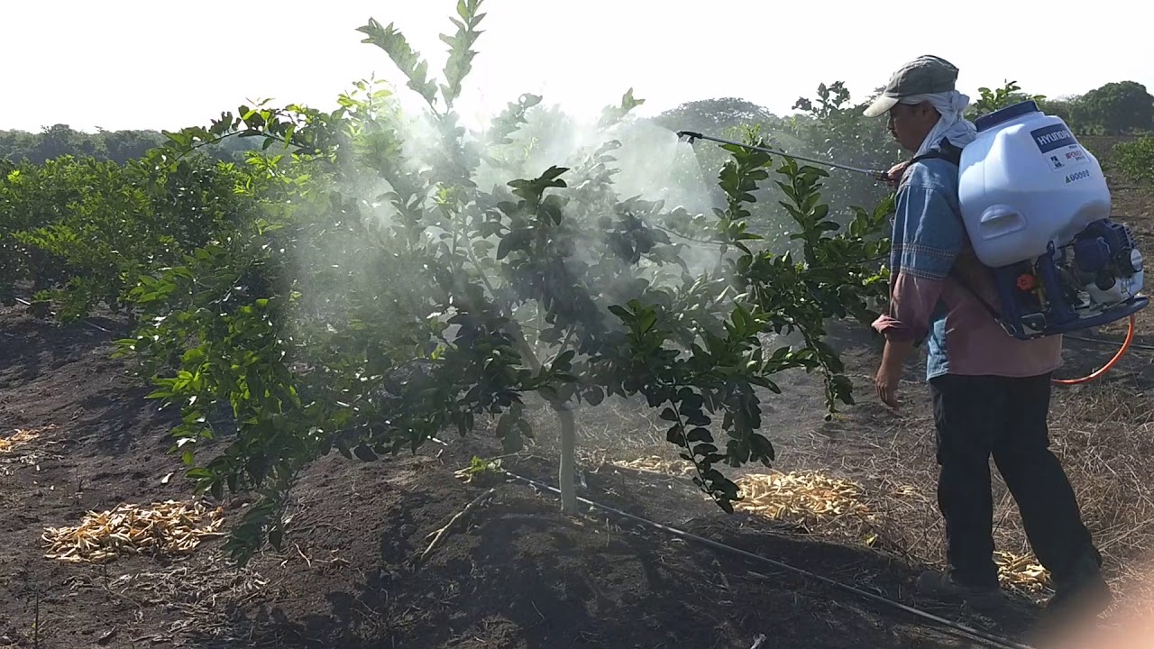 Fertilizando limón persa con fertilizante orgánico Pak'al Che'®