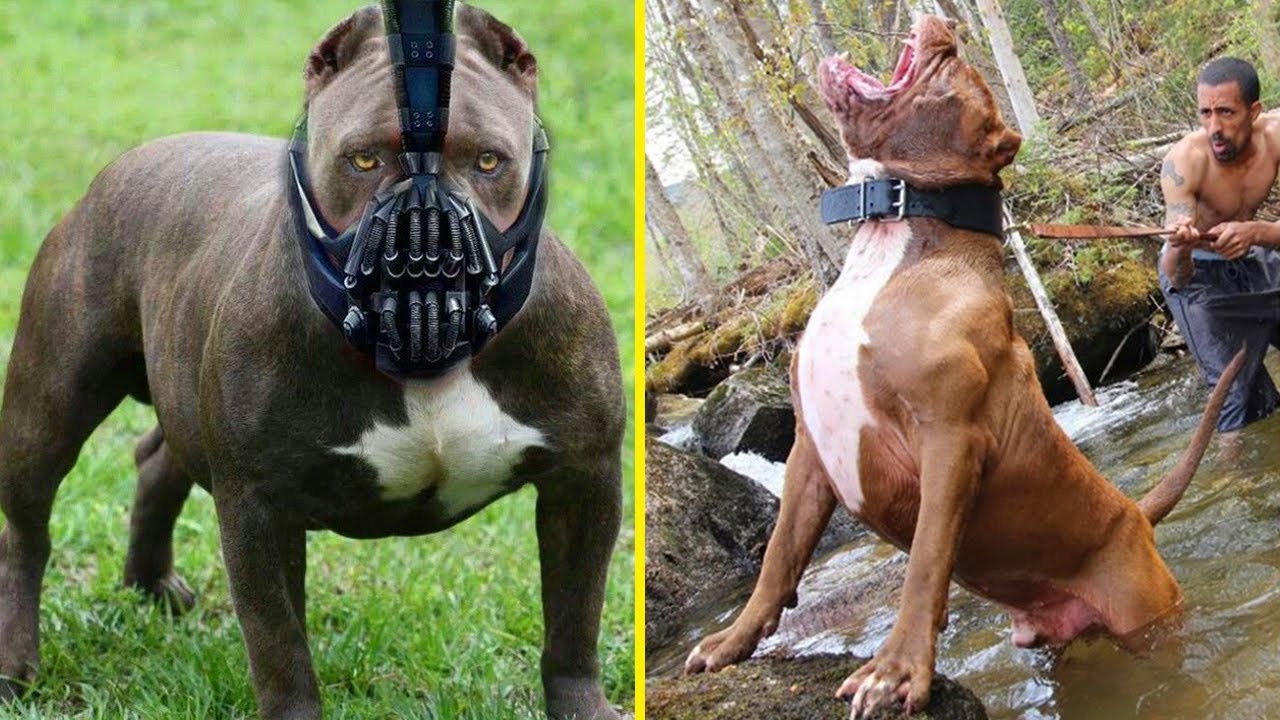 6 Ras Anjing Paling Berbahaya di Dunia