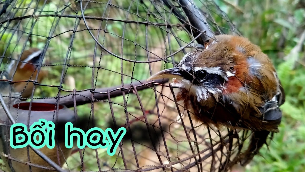 Bẫy hoạ Mi đất