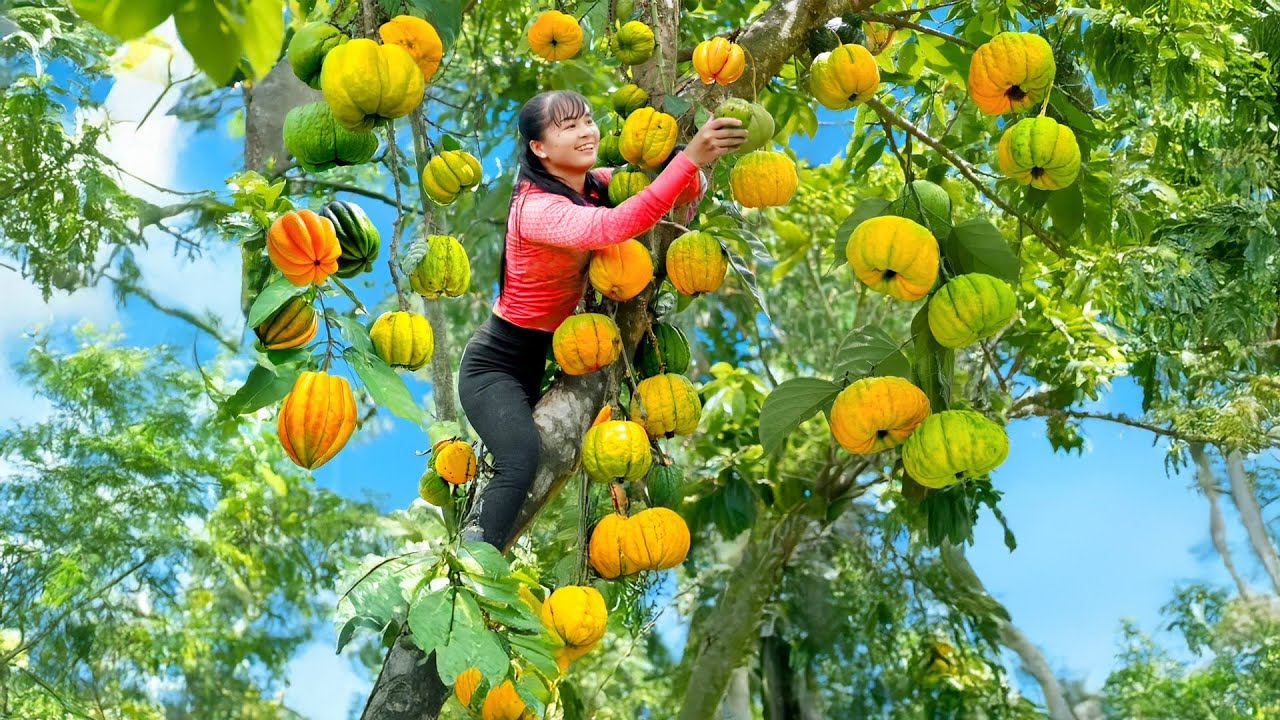 Climb Tall Tree to Pick 1000+ kg Sour Fruit Goes to Countryside Market Sell for Villagers
