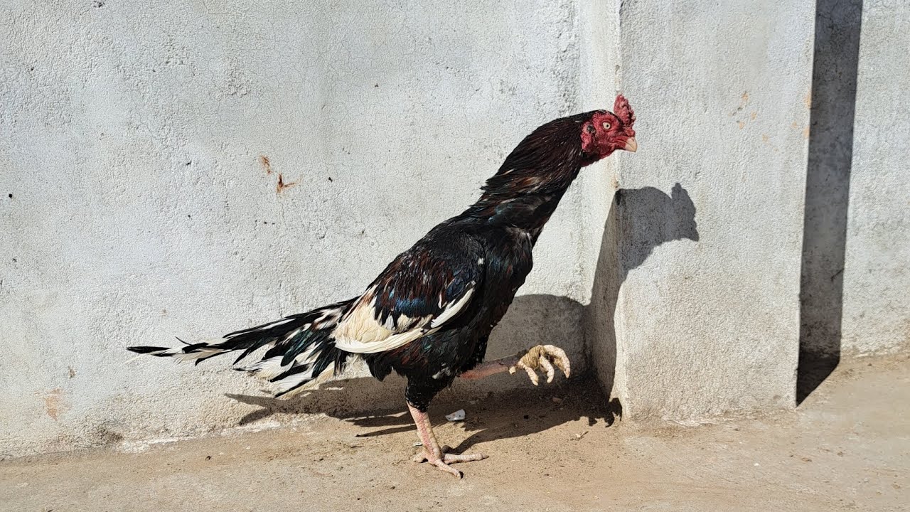 Aseel birds 🐦 # امروہا اسیل