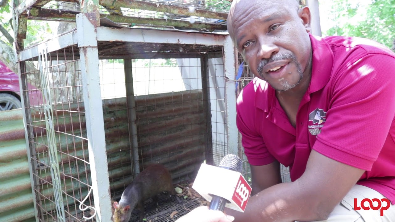 CriTTers of T&T: All About Agoutis