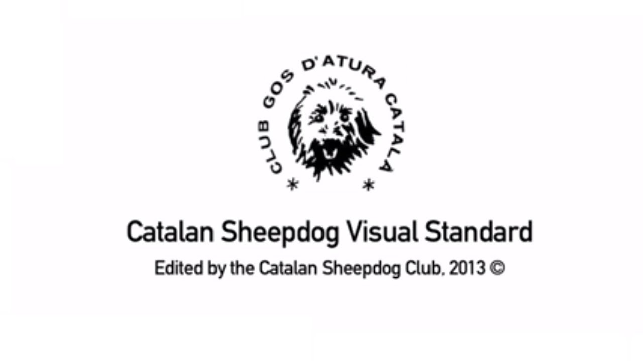 CATALAN SHEEPDOG VISUAL STANDARD - English