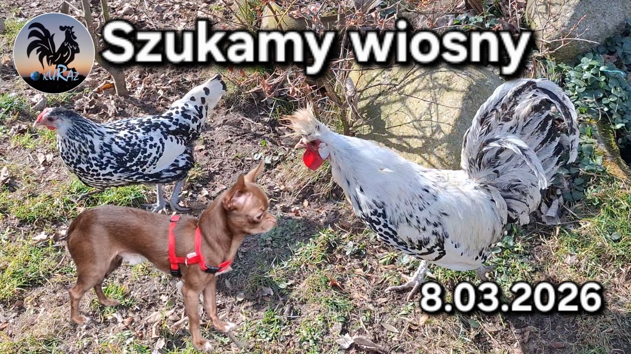 Spacer z Tolkiem i kury na wybiegu * 8.03.2026 #Garden kuRaż 