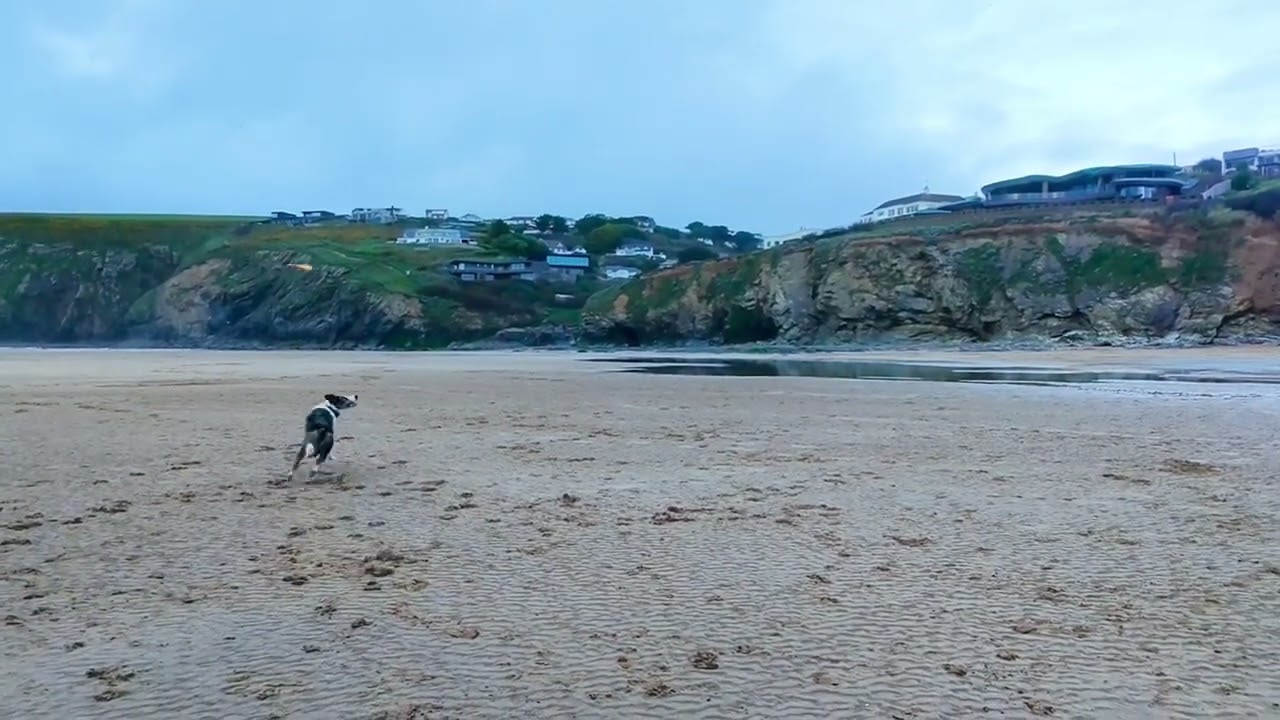 Mawgan Porth - Collie 