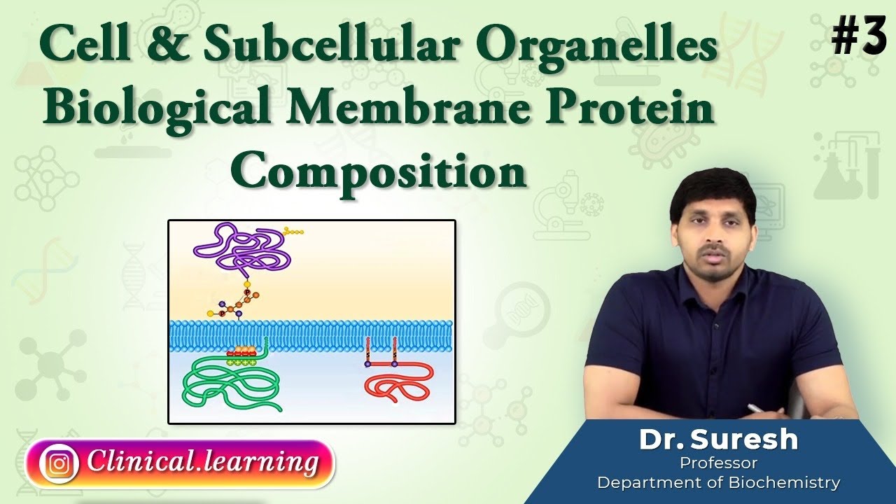 3. Cell & Subcellular Organelles - BIOLOGICAL MEMBRANE PROTEIN COMPOSITION