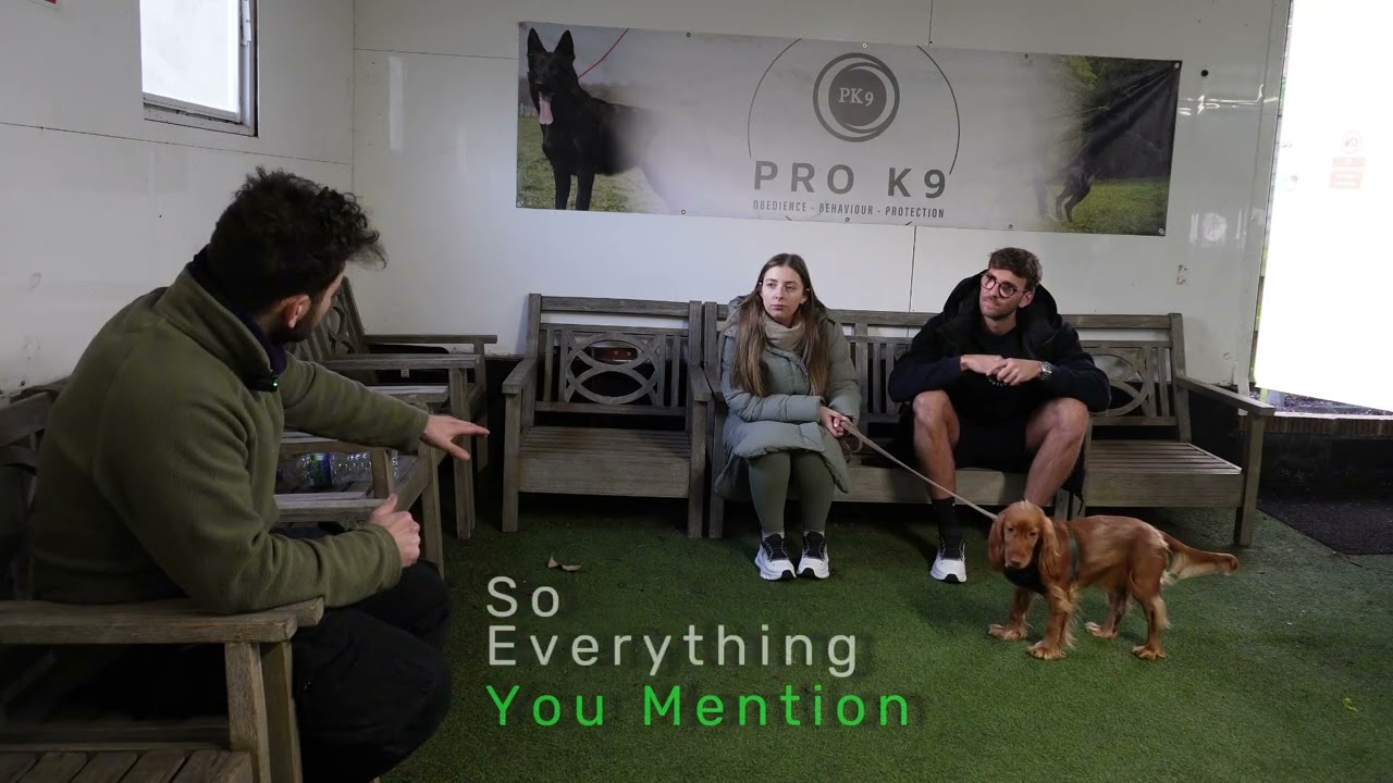 Reactive cocker spaniel Fixed in the NEMO Dog Training System