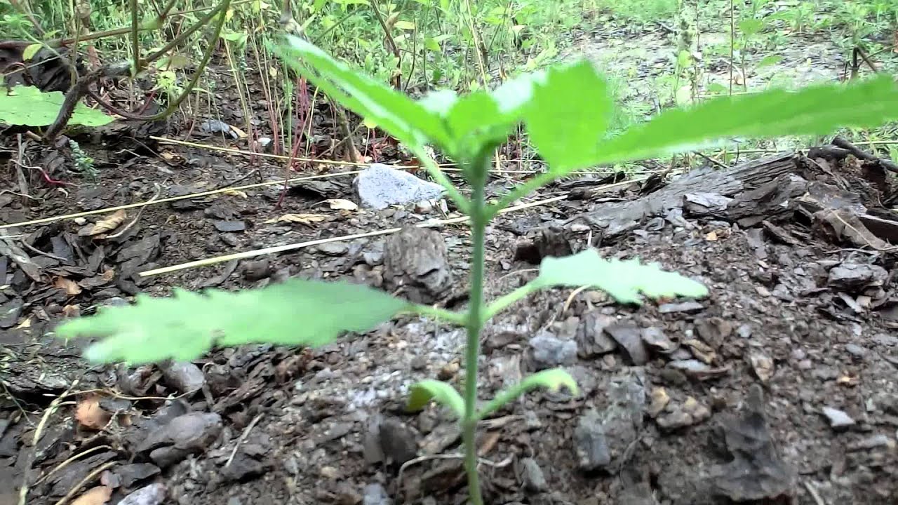 Auto Lemon Skunk x (FIN420 x Lowryder#2) outdoor grow 2.5week