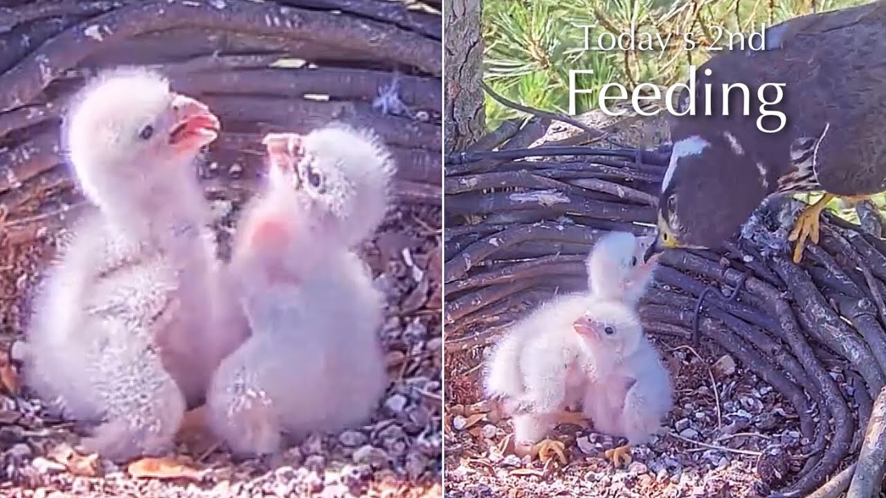 #5🦅🐥5°🐥5°／Falcon Nest 2025🇬🇧 Forestry England South Forest District／Powerd by WildlifeWindows