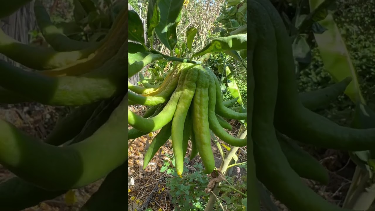 Buddha's hand Citron Progress