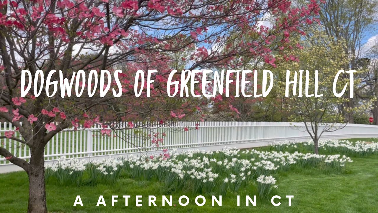 Dogwoods at Greenfield Hill Fairfield CT Tour Aspetuck Valley orchards Lunch at The Spinning wheel