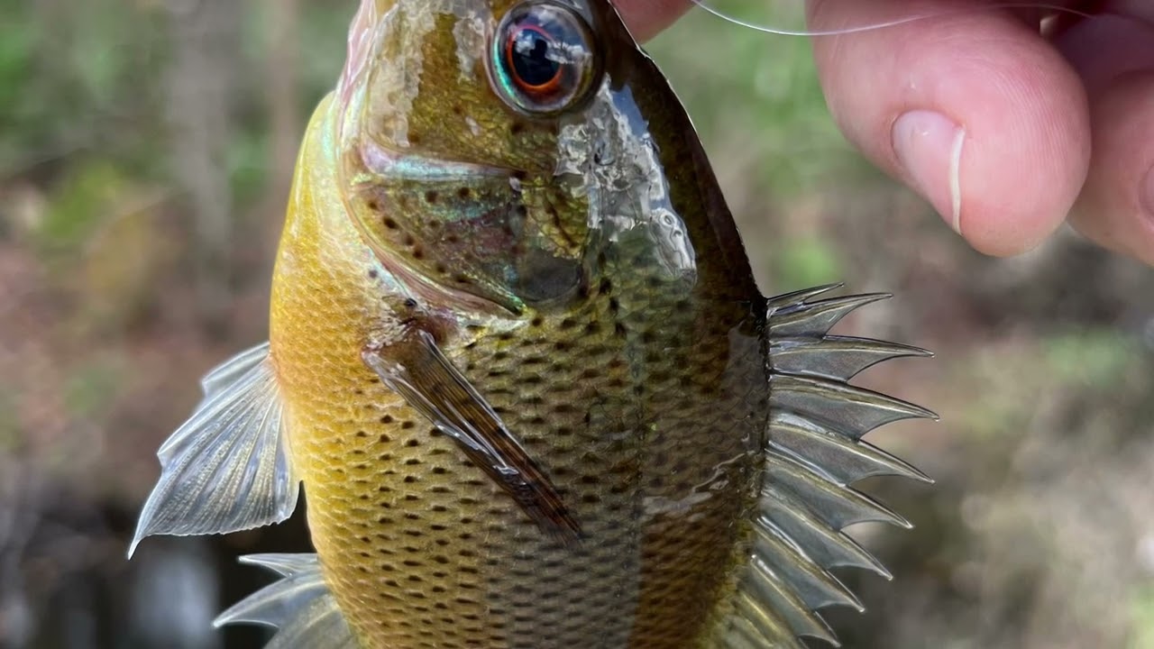 Ditch Fishing & Trout Magnets