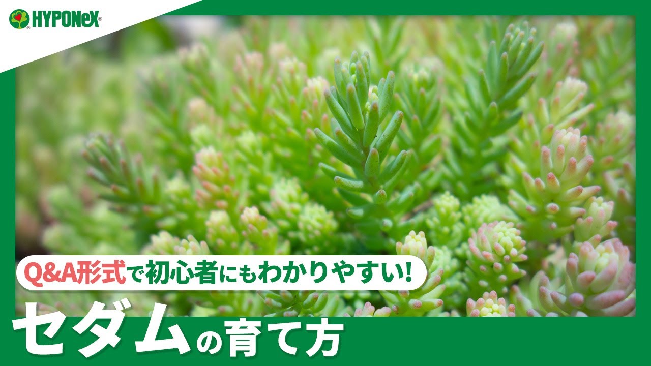 ☘89：セダムの育て方｜どんな場所で育てたらよいの？水やりや肥料、増やし方もご紹介【PlantiaQ&A】植物の情報、育て方をQ&A形式でご紹介
