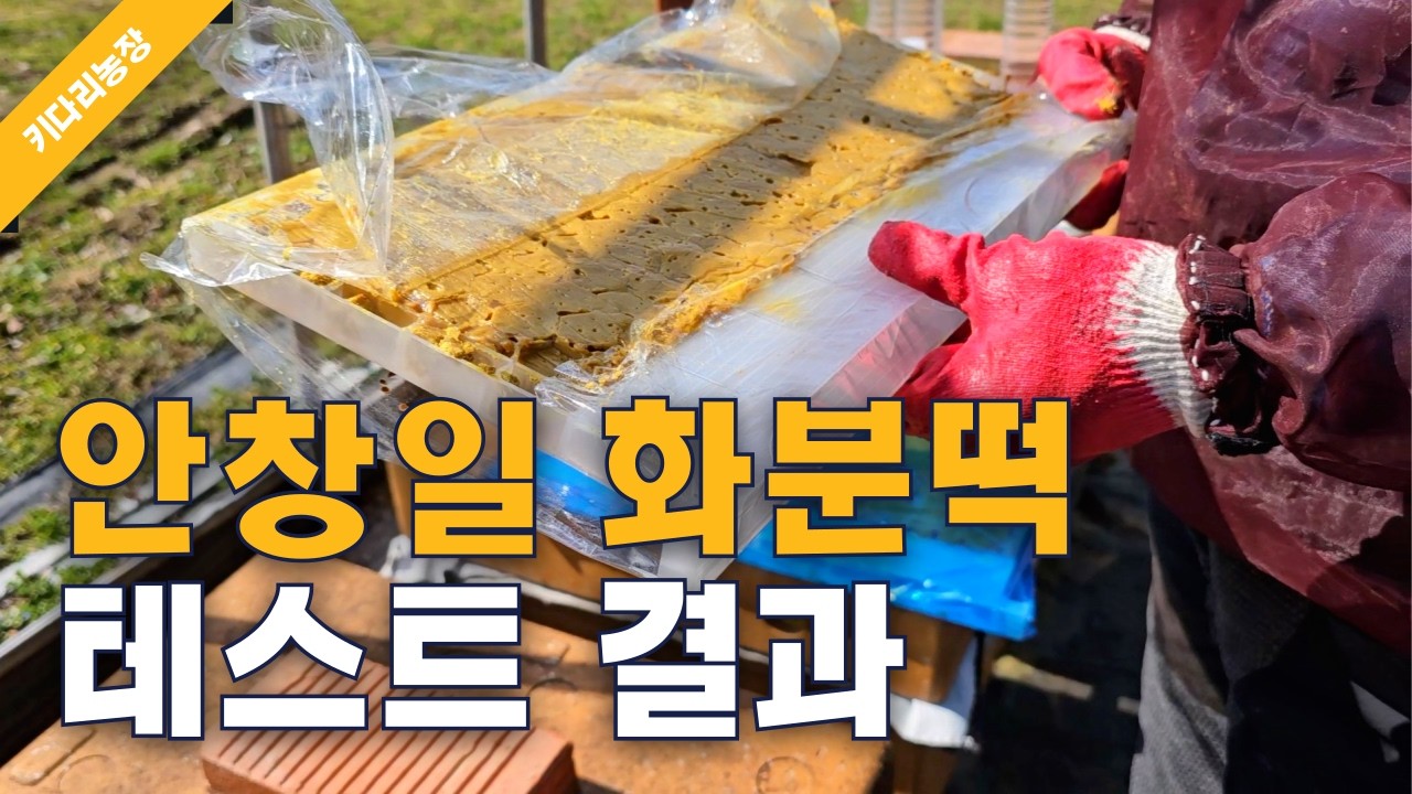 봄벌 안창일 화분떡 테스트 결과 | 260304