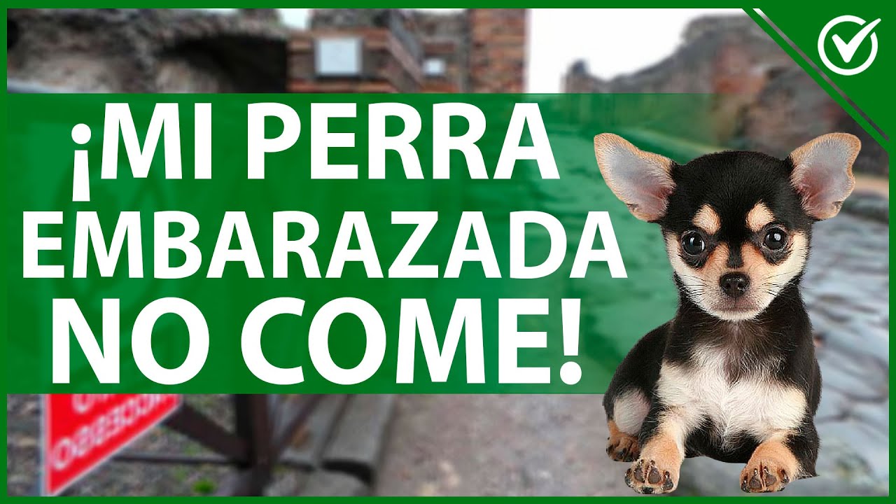 🐶 Mi Perra Embarazada No Quiere Comer - Causas y Solución Efectiva Paso a Paso 🐶🤰