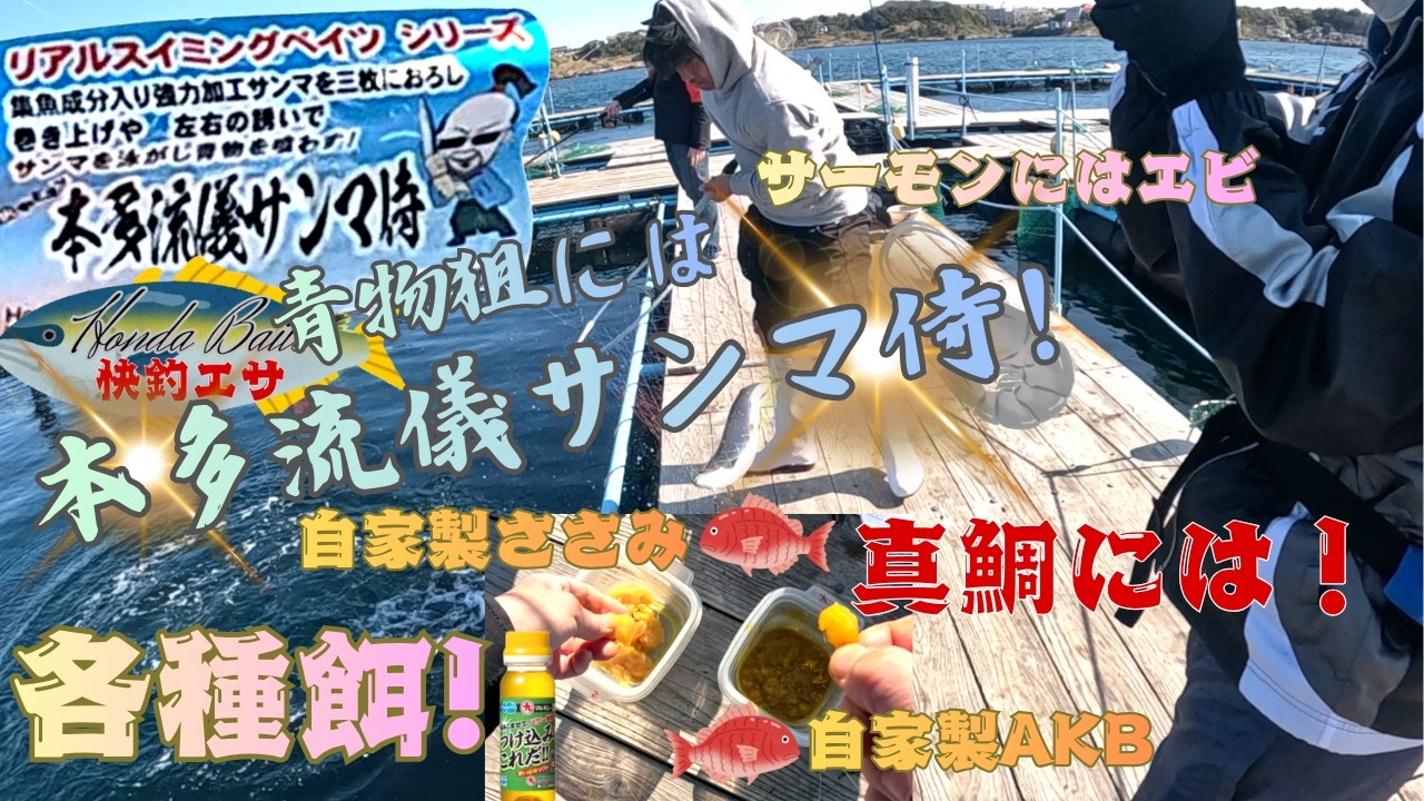 【海上釣堀】みうら海王　サーモン見釣り自作赤エビ＆特製ささみで真鯛10 匹GET【Honda Baits】快釣エサ　本多流儀サンマ侍！検証中
