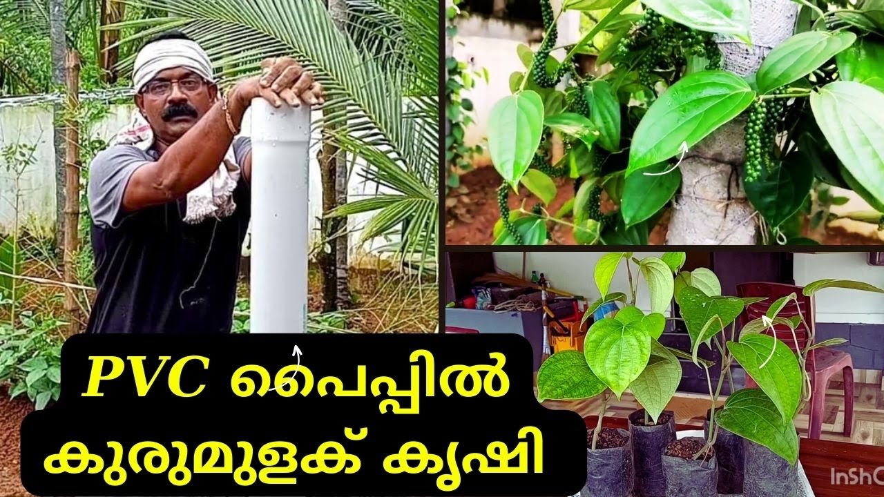 കുരുമുളക് തൈകൾ എങ്ങനെ PVC പൈപ്പിൽ കൃഷി ചെയ്യാം | Jiju's Kitchen