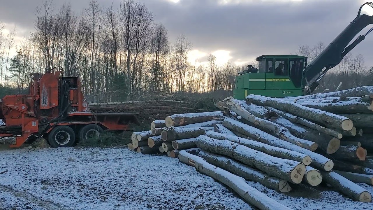 clear cutting and whole tree chipping