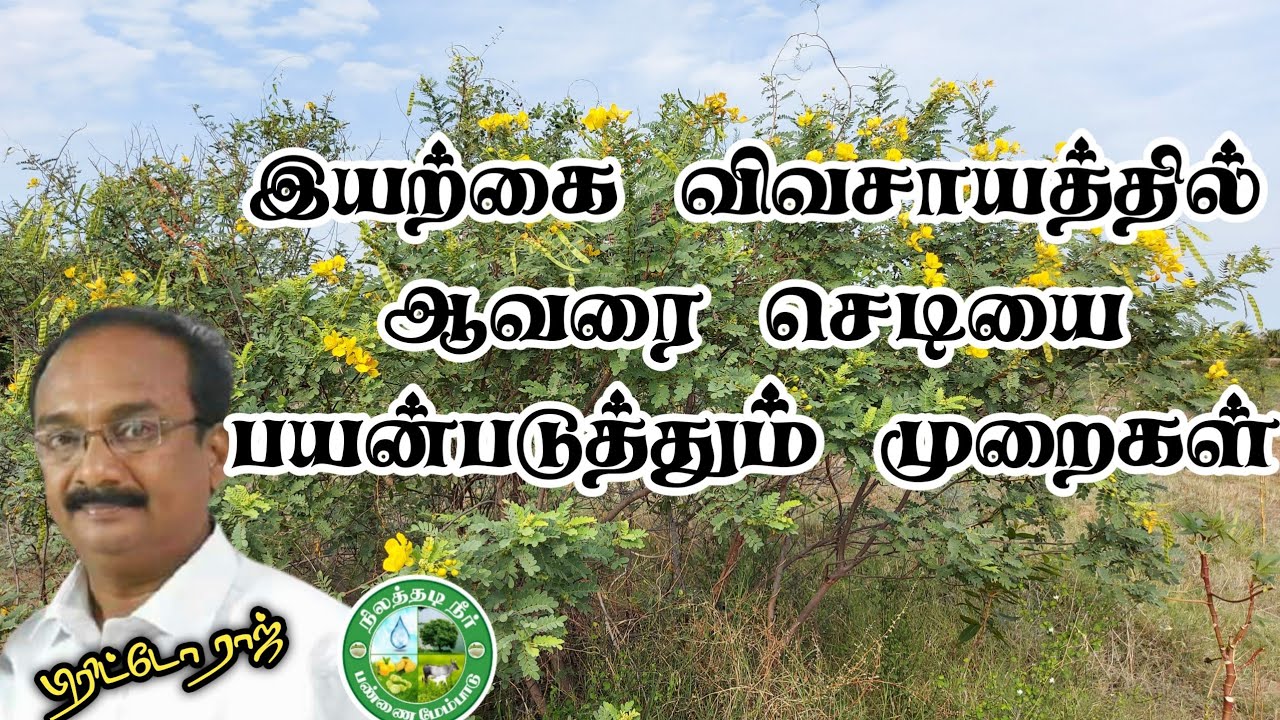 இயற்கை விவசாயத்தில் ஆவரை செடியை பயன்படுத்தும் முறைகள்| Brittoraj 9944450552