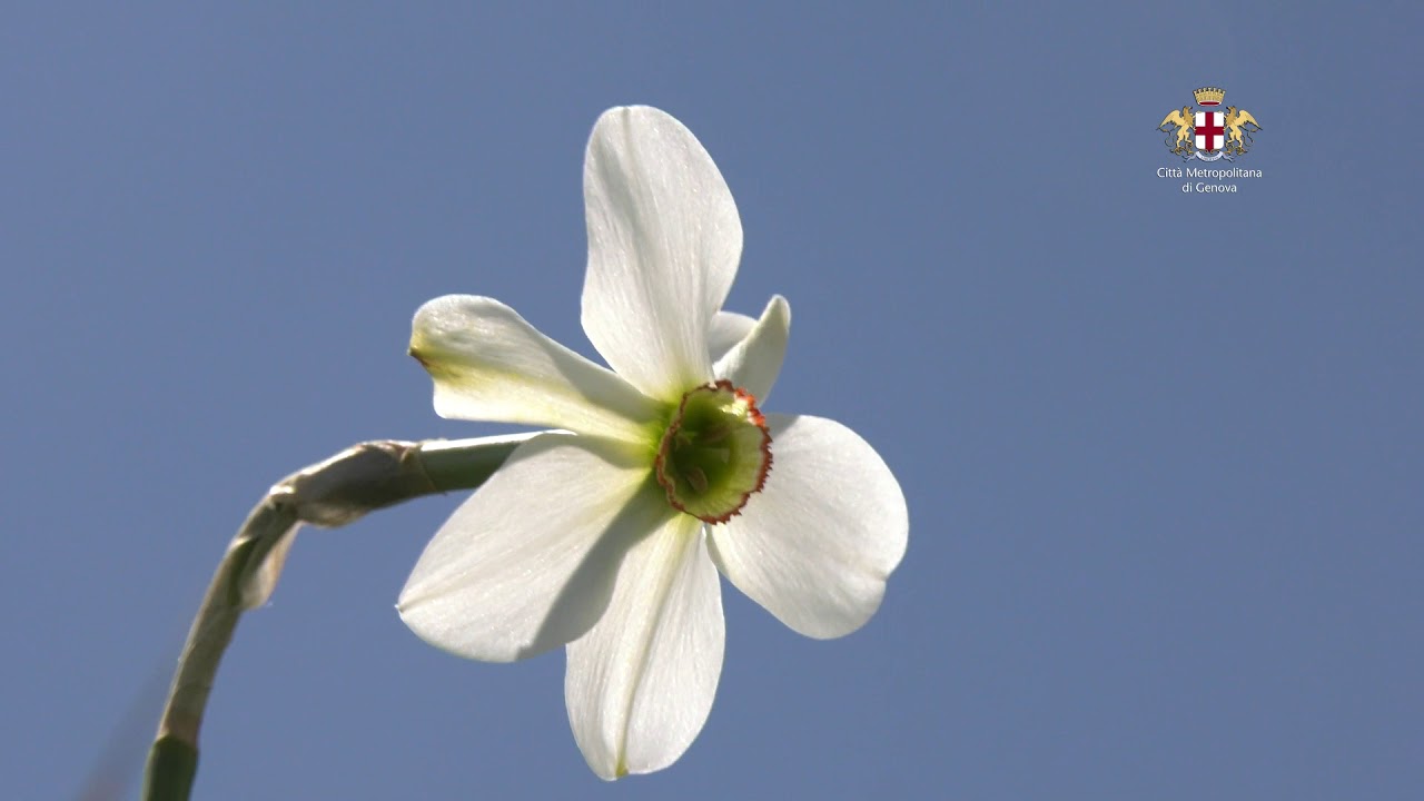 I narcisi dell'Antola