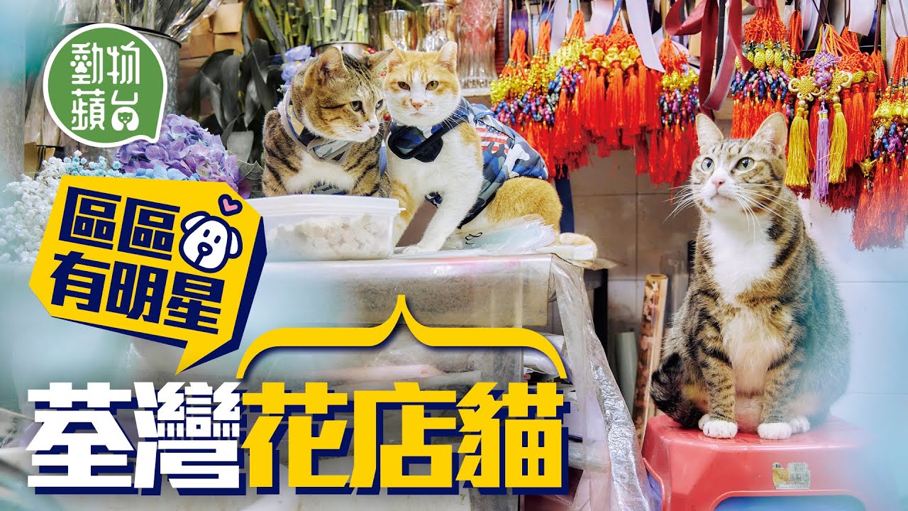 荃灣花店有3隻唐貓店長 變領養中轉站 助逾30浪浪貓尋家 自來貓棄主人拒離開變店長 #動物蘋台 #區區有明星─果籽 香港 Apple Daily─原刊日期：20210227