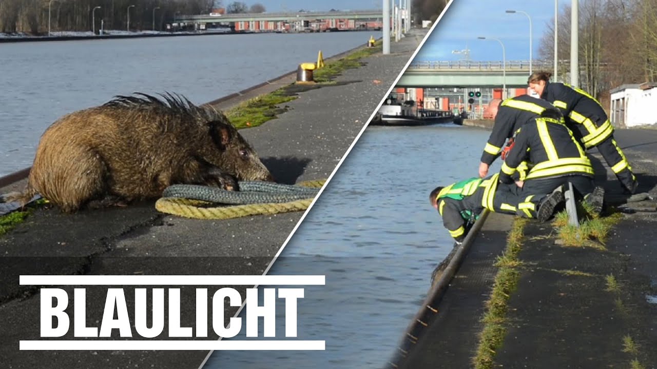 Feuerwehr angelt Wildschwein aus Kanal - &bdquo;Borsti&ldquo; im Gl&uuml;ck