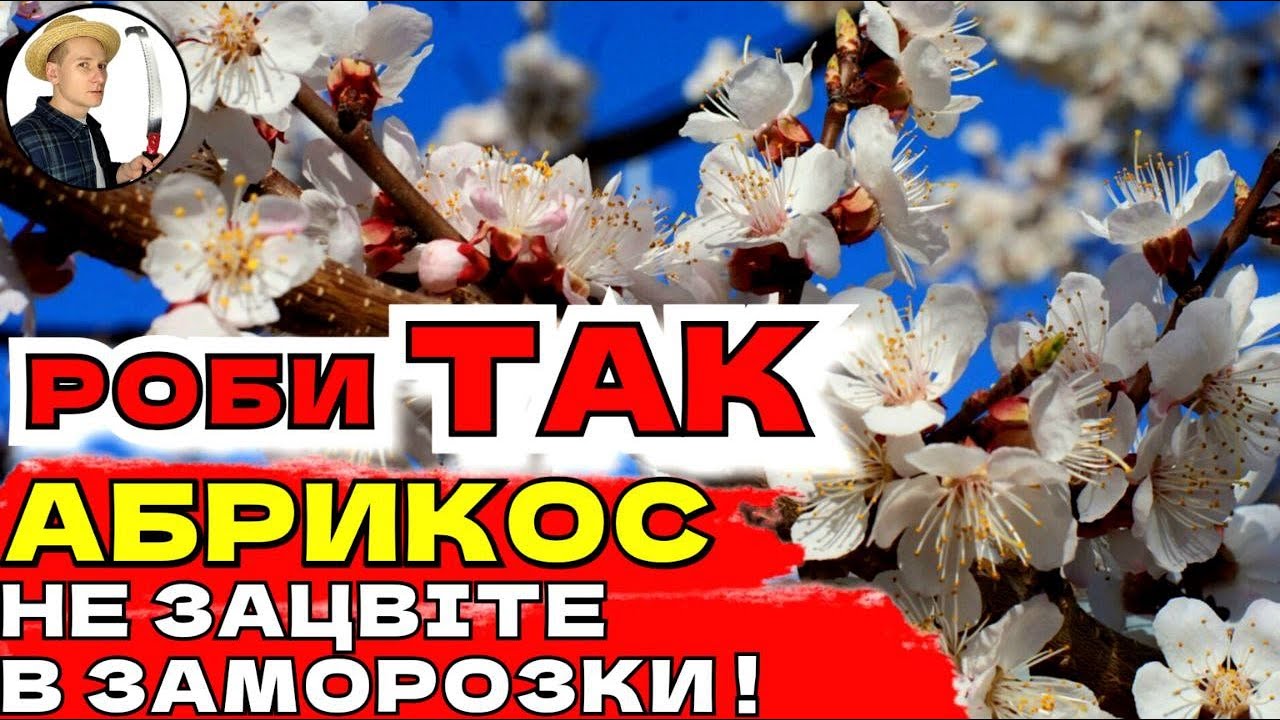 АБРИКОС ПОЧНЕ ЦВІСТИ ПІЗНІШЕ Два Перевірених Методи Оминути Весняні Заморозки
