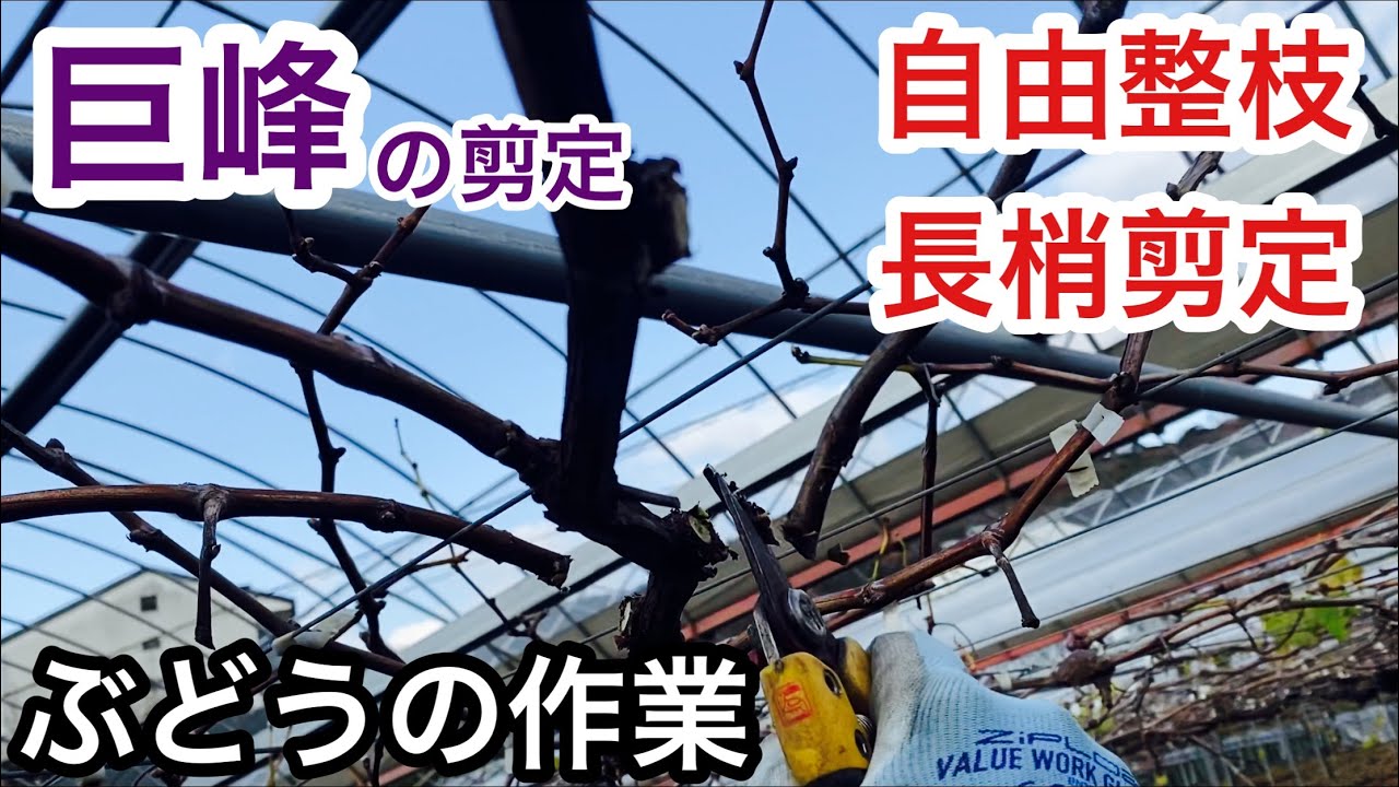 「ぶどうの作業」巨峰の長梢剪定をなるべくわかりやすく説明