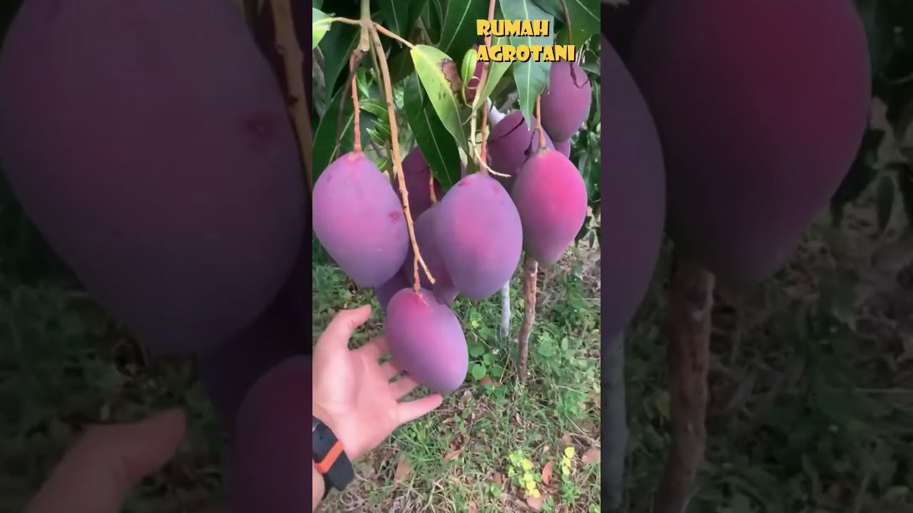 Mangga Miyazaki Mangga Ungu Paling Mahal