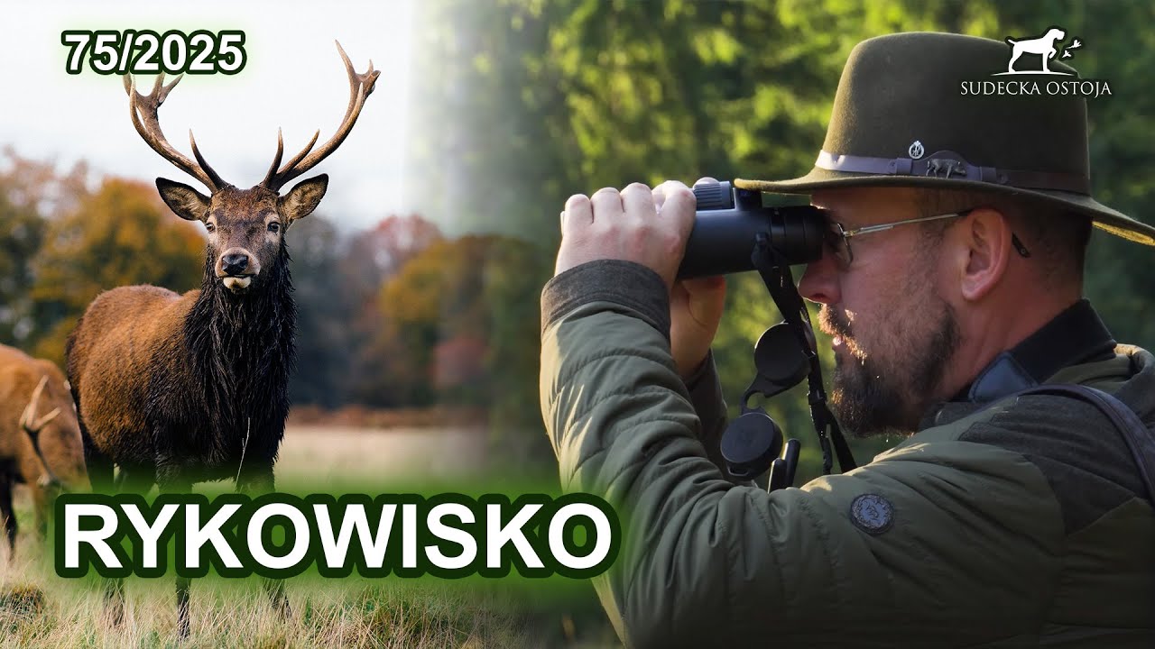 Pierwsze wyjście na rykowisku - Rykowisko 2025 - SUDECKA OSTOJA 75/2025