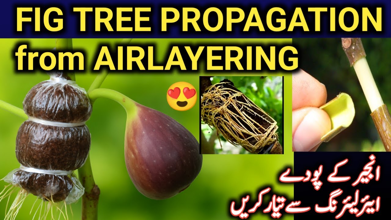 How To Propagate Fig Tree Easly | AirLayering For Fast Growth | انجیـر کے درخت کی گٹی سے افزائش%100